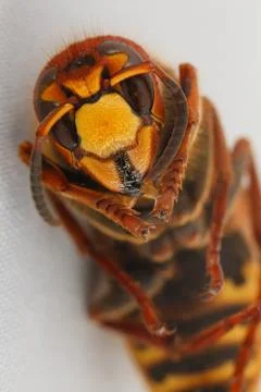 Hornet Stock Photos
