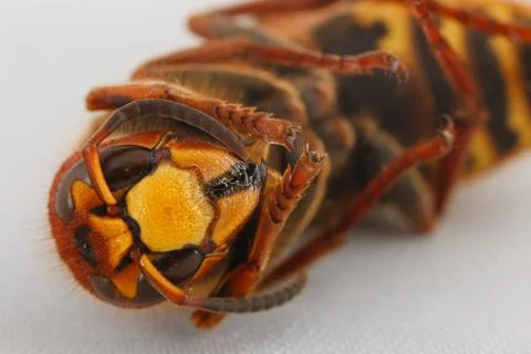 Hornet. Stock Photos