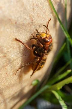 Hornet Stock Photos