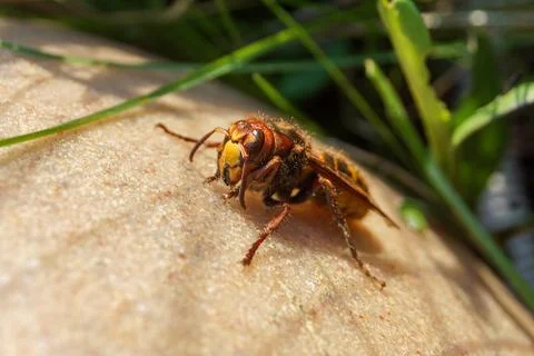 Hornet Stock Photos