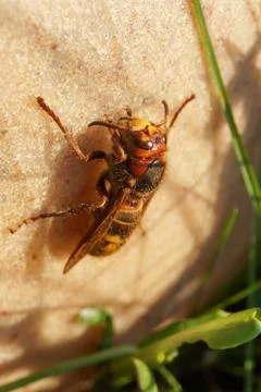 Hornet Stock Photos