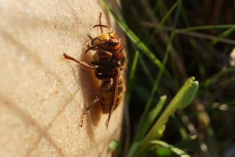 Hornet Stock Photos