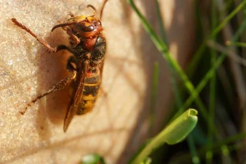 Hornet Stock Photos