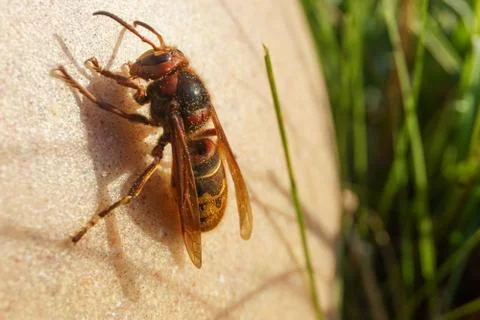 Hornet Stock Photos
