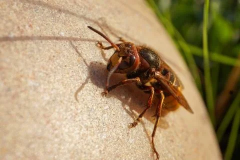 Hornet Stock Photos