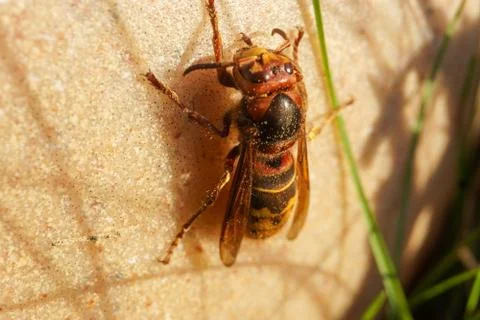 Hornet Stock Photos