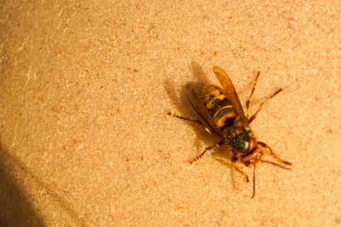 Hornet Stock Photos