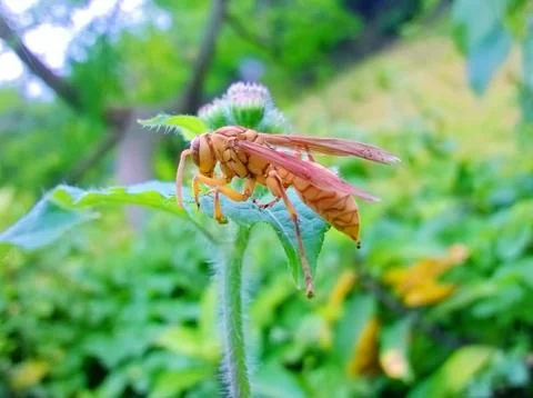 Hornet Stock Photos