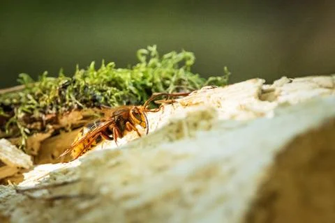 A hornet sits on a tree trunk Stock Photos
