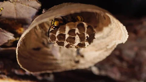 The hornet sleeps in the nest that builds. Video stock 110776341