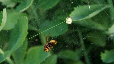 Hornet in a spider web Stock Footage 70429887