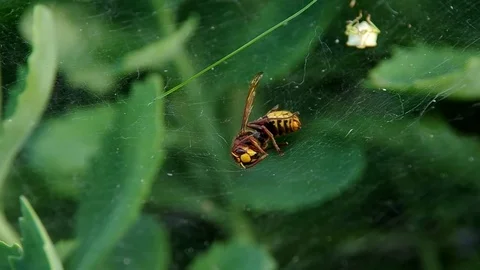 Hornet in a spider web Stock Footage 72487010