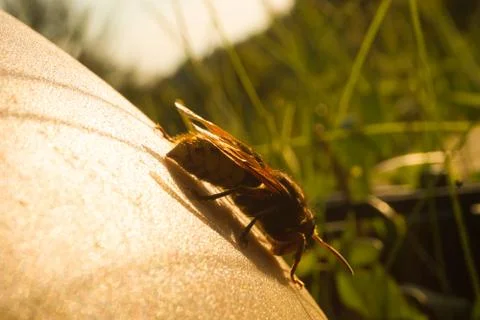 Hornet Sting Stock Photos