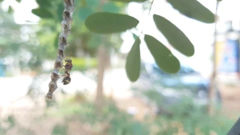 Hornet on a tree in the forest 스톡 동영상 100546927