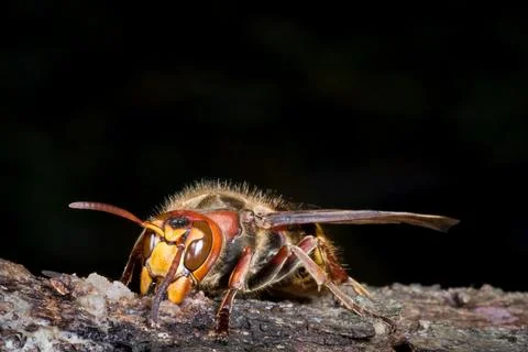 Hornet on the tree Stockfoto's