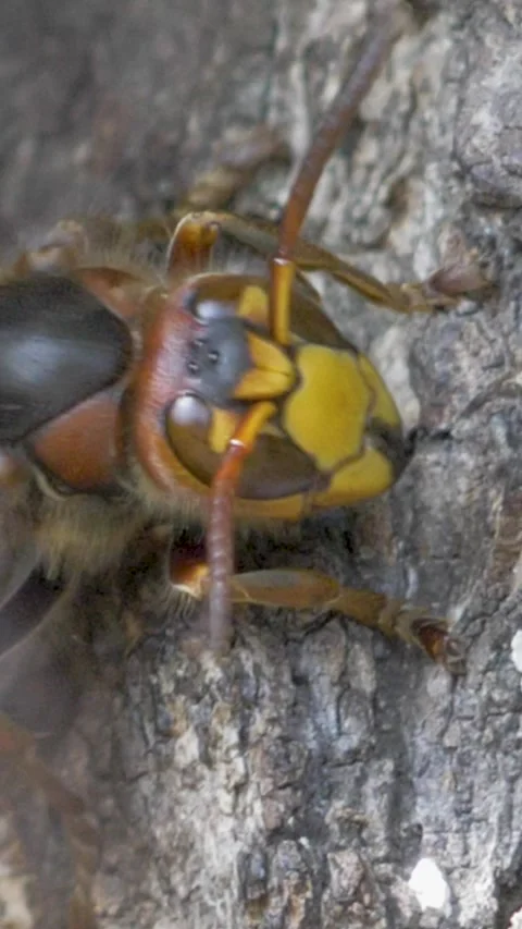 Hornet on tree surface with focus on its mandibles, antennae, and legs Stock Footage 316210428