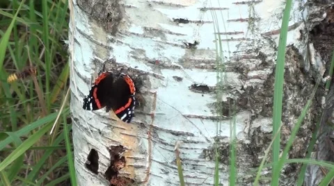 Hornet vs butterfly Stock Footage 53448384