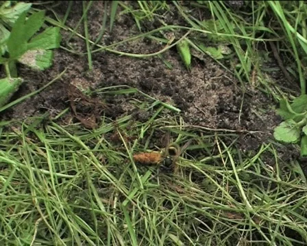 Hornet walking on the grass Stock Footage 88152