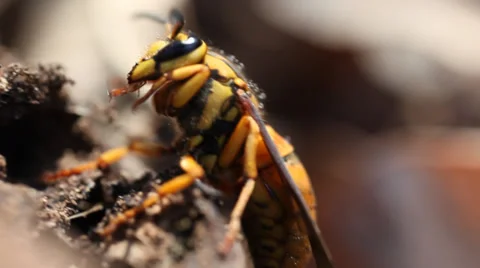 Hornet with water drops Stockbeeldmateriaal 34778992