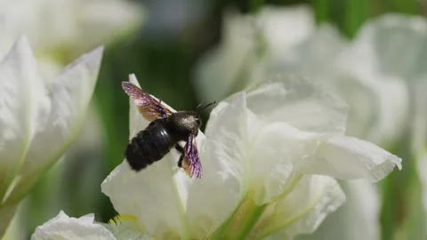 Hornet on a white flower Stock Footage 240855512