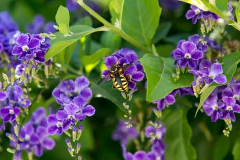 A hornet working on tiny purple flowers. Stock Photos