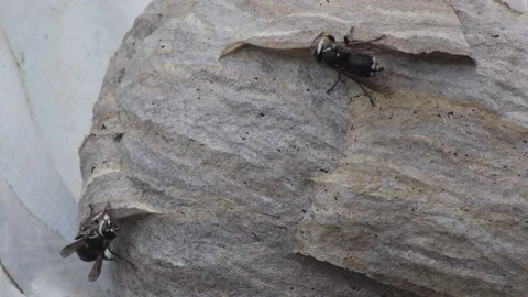 Hornets Building a Nest Video stock 180260982