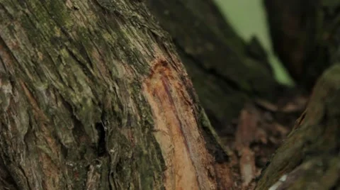 Hornets collect the bark Stock Footage 66484112