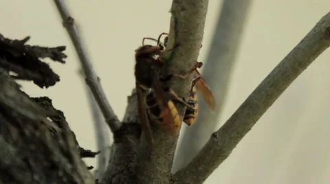 Hornets collect the bark from the tree Stock Footage 66484842