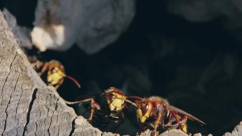 Hornets emerging from tree hollow. Stock Footage 307263760