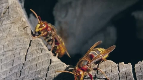 Hornets emerging from tree trunk. Stock Footage 307263762