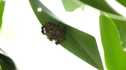 Hornets making nest tight Stock Footage 126790665
