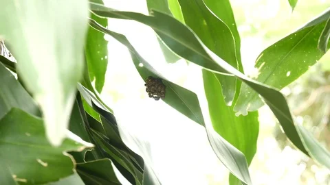 Hornets making nest wide Stock Footage 126790591