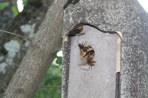 Hornets in a nest box Stock Photos