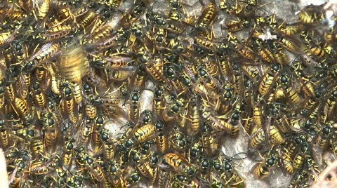 Hornet's nest. Stock Footage 861977