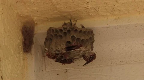 Hornets nest Stock Footage