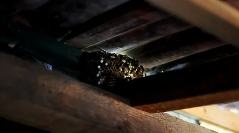 Hornets nest. Stock Footage 37024352