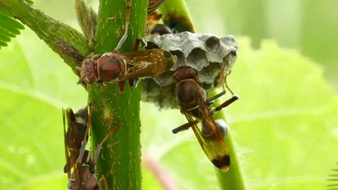 Hornets nest Stock Footage 79036115