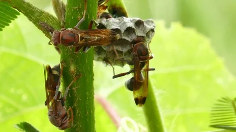 Hornets nest Stock Footage 79036246