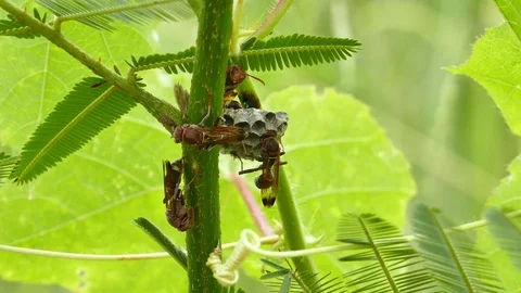 Hornets nest Stock Footage 79037054