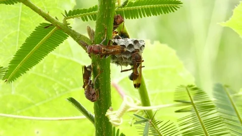 Hornets nest Stock Footage 79037486