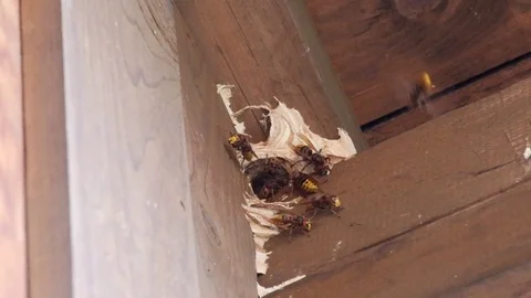 Hornets nest 動画素材 81217060