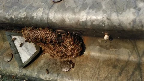 Hornet's nest 库存影片 162160612