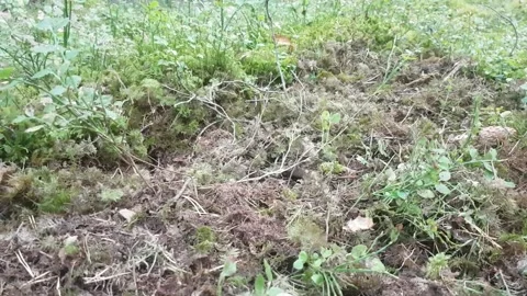 Hornets nest in forest moss Stock Footage 167517264