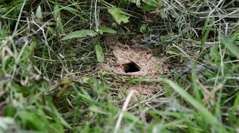 Hornet's nest in the ground 動画素材 8561475