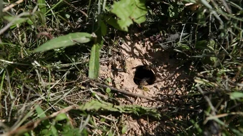Hornet's nest in the ground Stock Footage 8561902