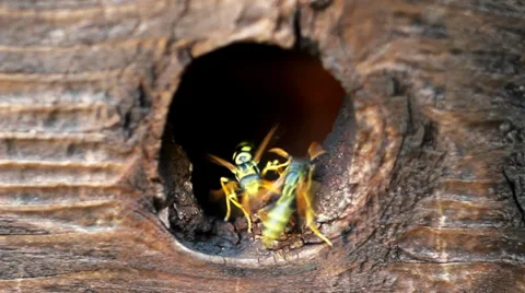 Hornets Nest. Insects. Video stock 37024081
