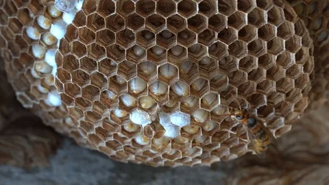 Hornets Nest Larva 스톡 동영상 93034883