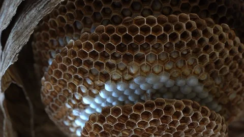 Hornets Nest Larva 스톡 동영상 93035511