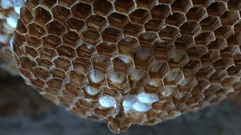 Hornets Nest Larva 스톡 동영상 93035558