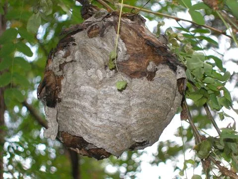 Hornet's nest Stock Photos